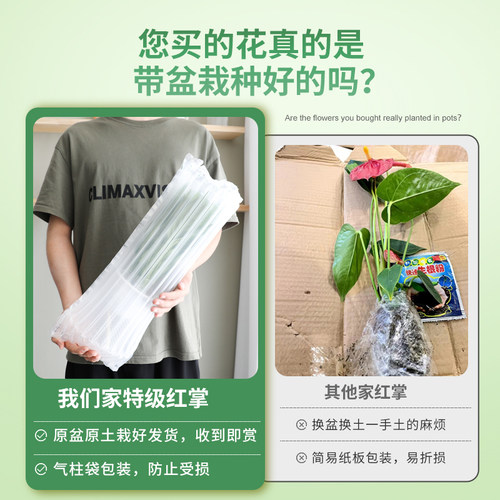 特级红掌盆栽一帆风顺白掌花卉植物室内好养绿植鸿运当头多季开花 - 图1