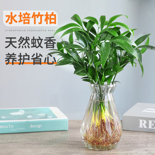 水培驱蚊竹柏植物室内水养绿植花卉盆栽办公室桌面四季常青好养活 - 图2