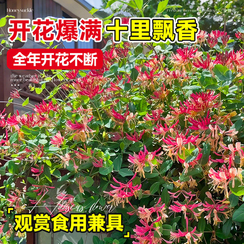 金银花树苗盆栽带花可观赏食用爬藤老桩阳台庭院四季常青绿植花卉 - 图1