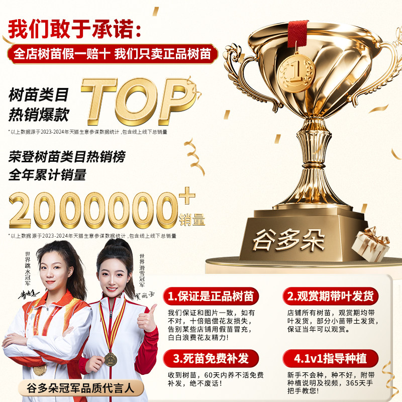 果汁阳台月季花苗灌木大花盆栽多头玫瑰花苗室内红果汁阳台棒棒糖,淘宝优惠券,粉丝福利购,淘宝优惠卷