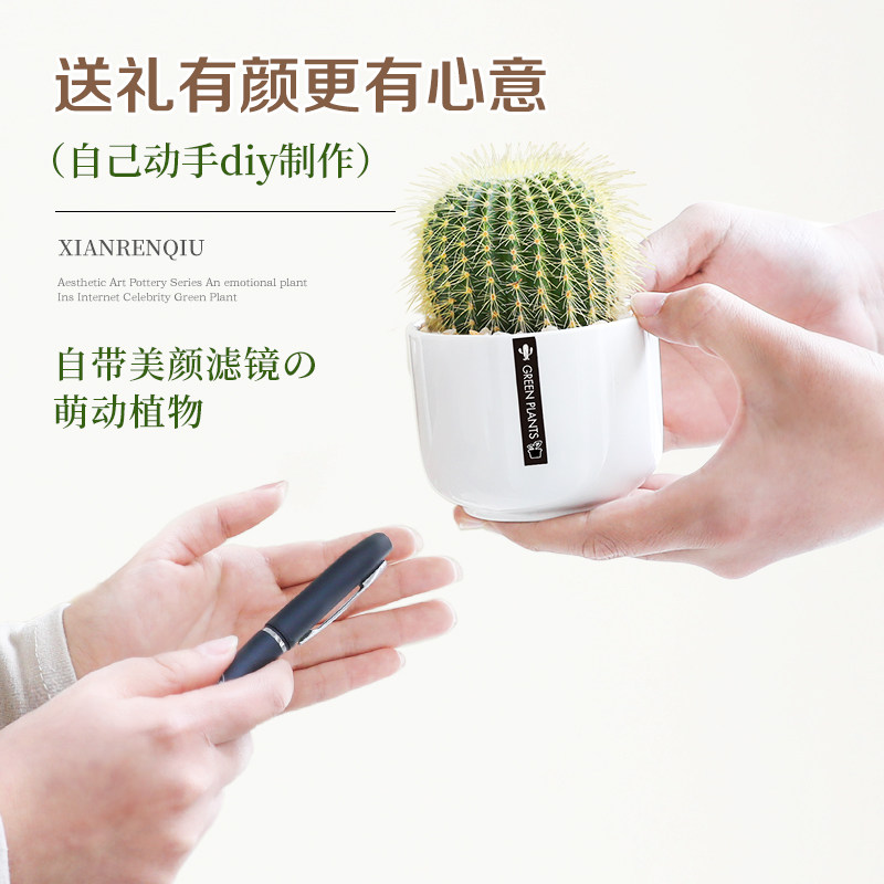 仙人球小盆栽植物室内客厅办公室好养活四季常青桌面绿植清新空气,淘宝优惠券,粉丝福利购,淘宝优惠卷