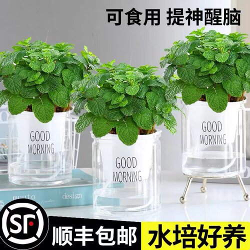 水培驱蚊植物薄荷竹柏迷迭香驱蚊九里香水养花卉盆栽室内绿植 - 图1