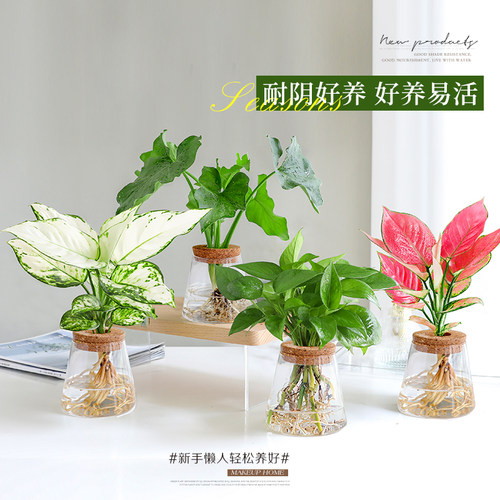 水培白玉虎皮兰绿植办公室花卉室内桌面小盆栽摆件好养活四季常青 - 图2