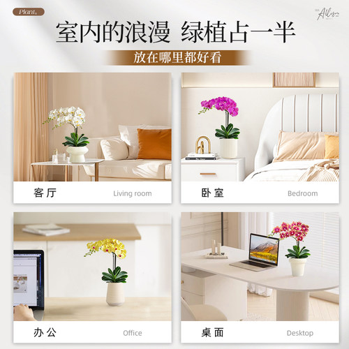 特级带花蝴蝶兰盆栽绿植好养花卉带花苞花箭兰花室内客厅好养植物 - 图3