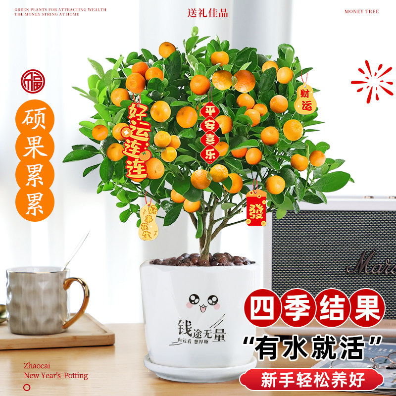 四季金桔盆栽庭院室内阳台四季好养结果新年金桔小青柠檬橘子绿植,淘宝优惠券,粉丝福利购,淘宝优惠卷