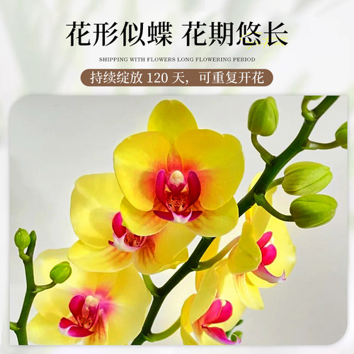 特级带花蝴蝶兰盆栽绿植好养花卉带花苞花箭兰花室内客厅好养植物 - 图2