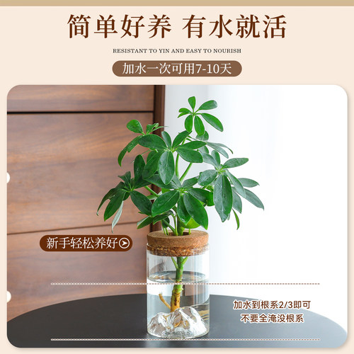 水培好养植物绿萝办公桌面发财树盆栽鸭脚木绿植花卉耐阴中古摆件 - 图2