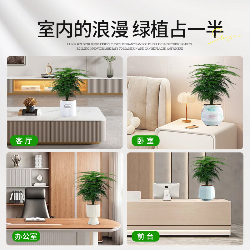 文竹盆栽盆景植物室内桌面绿植客厅花卉四季常青好养大盆净化空气