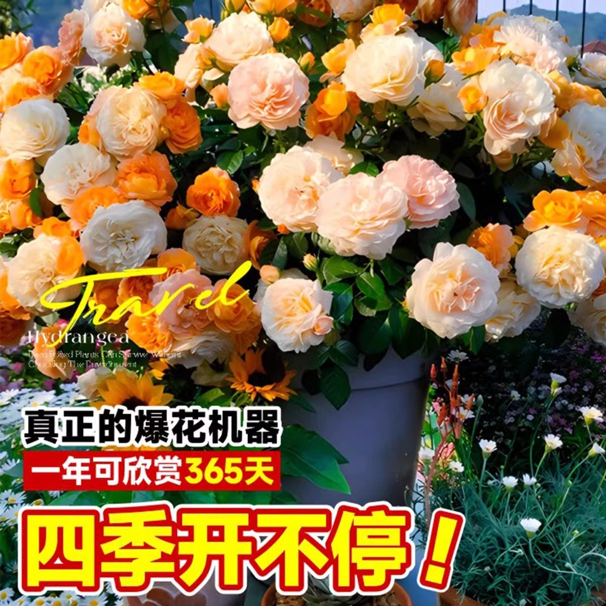 果汁阳台月季花苗灌木大花盆栽多头玫瑰花苗室内红果汁阳台棒棒糖,淘宝优惠券,粉丝福利购,淘宝优惠卷