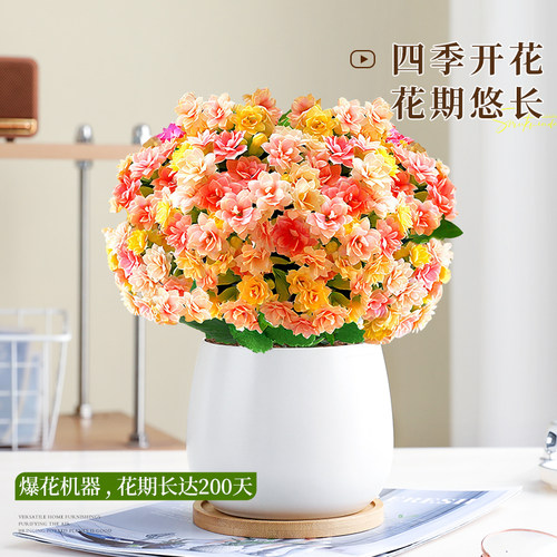 变色龙长寿花盆栽重瓣大花室内四季常青带花苞花苗易活花卉绿植物 - 图0