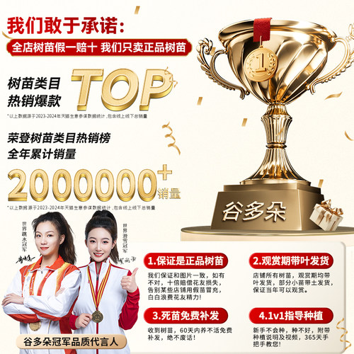 桑树活苗桑叶树苗盆栽养蚕食用大叶桑葚四季种绿植室外庭院南北方 - 图3