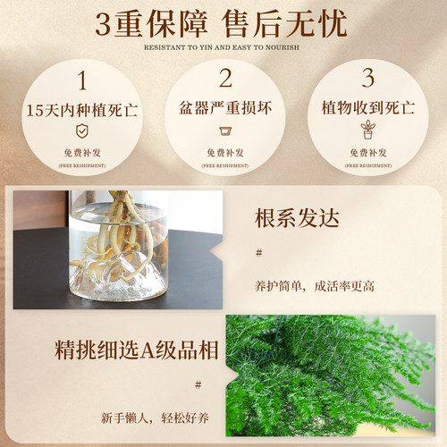 水培好养植物绿萝办公桌面发财树盆栽鸭脚木绿植花卉耐阴中古摆件 - 图3