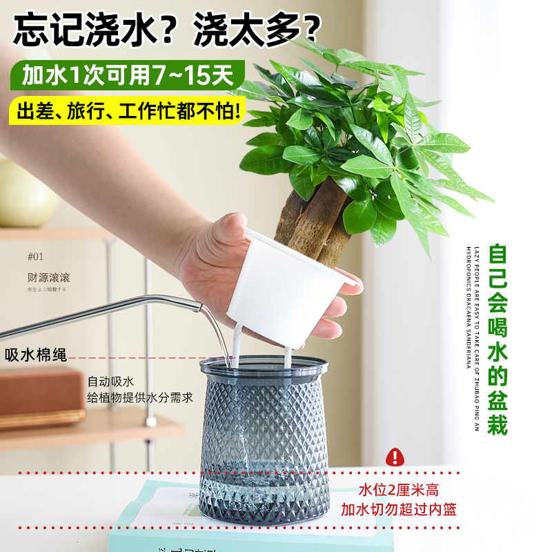 发财树绿植小盆栽客厅办公室内水培招财植物花卉盆景四季好养易活 - 图1