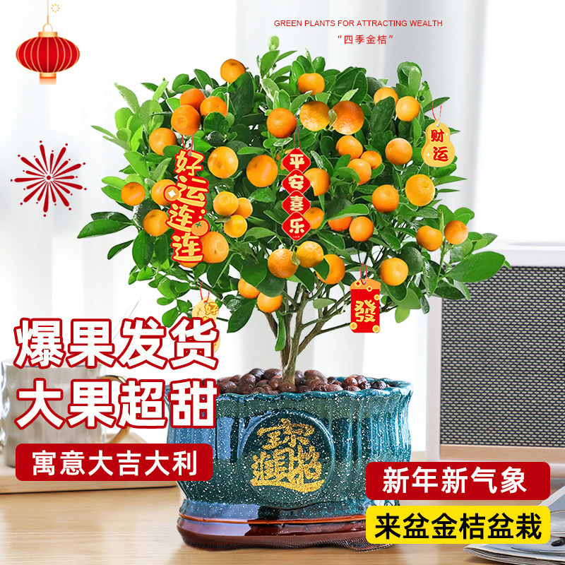 四季金桔盆栽庭院室内阳台四季好养结果新年金桔小青柠檬橘子绿植,淘宝优惠券,粉丝福利购,淘宝优惠卷