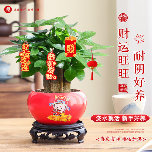 发财树盆栽室内客厅绿植花卉旺宅办公桌面招财好养暴富中式小盆景 - 图1