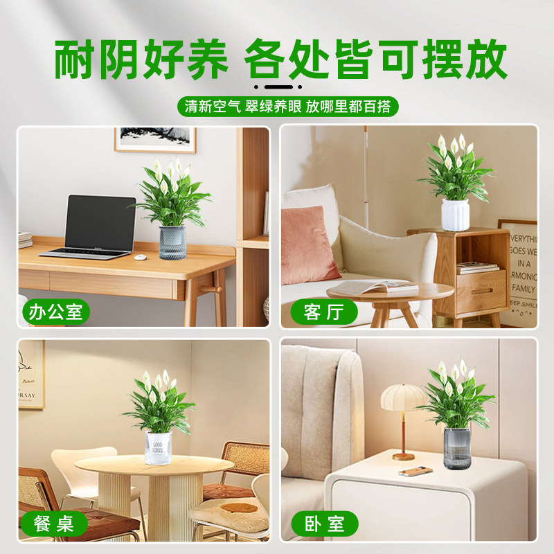 一帆风顺白掌盆栽办公室内绿植红掌花卉水培植物四季易活好养常绿