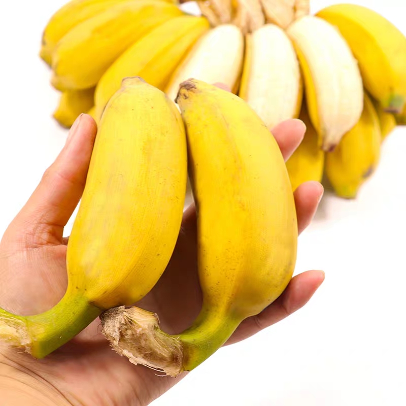 2024现摘广西小米蕉当季新鲜水果整箱自然熟banana苹果蕉香蕉粉蕉-图1