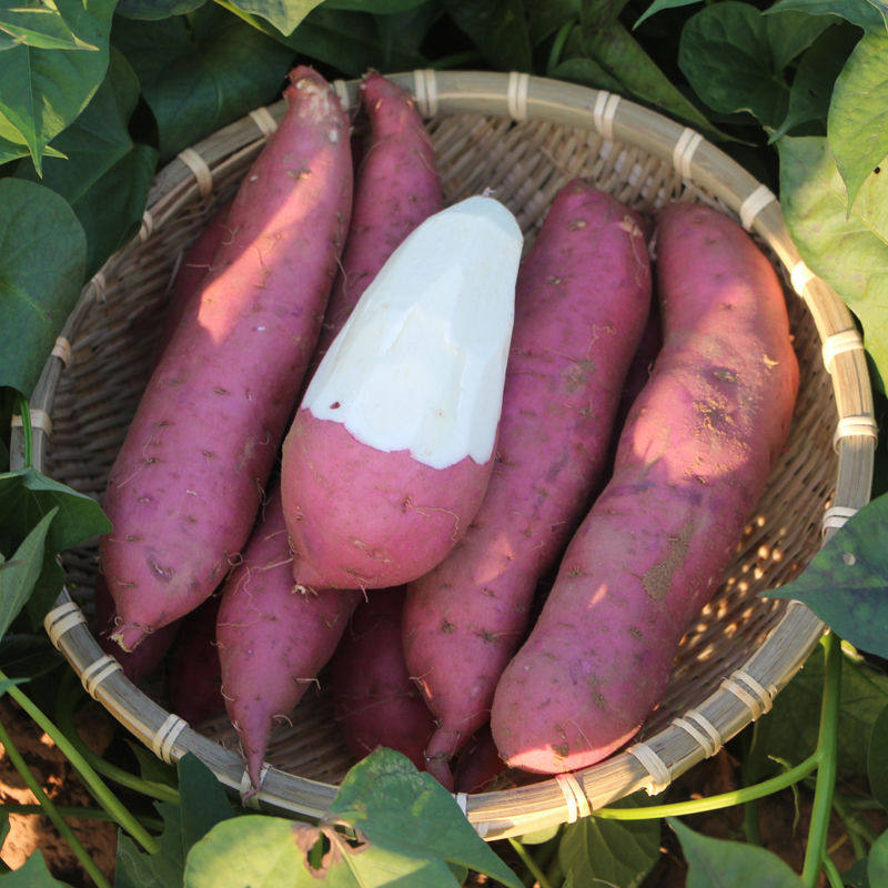 新鲜蜜薯农家香薯白心紫皮板栗红薯 邯府番薯