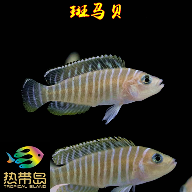 三湖慈鲷坦鲷卷贝斑马贝钻石贝易养易繁殖短鲷淡水鱼热带鱼 热带岛观赏鱼虾水族生活馆 淘优券