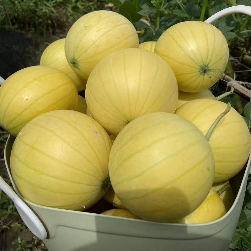 日本黄皮爱娘西瓜种子黄皮红肉礼品西瓜种子盆栽西瓜种子代理直销,淘宝优惠券,粉丝福利购,淘宝优惠卷
