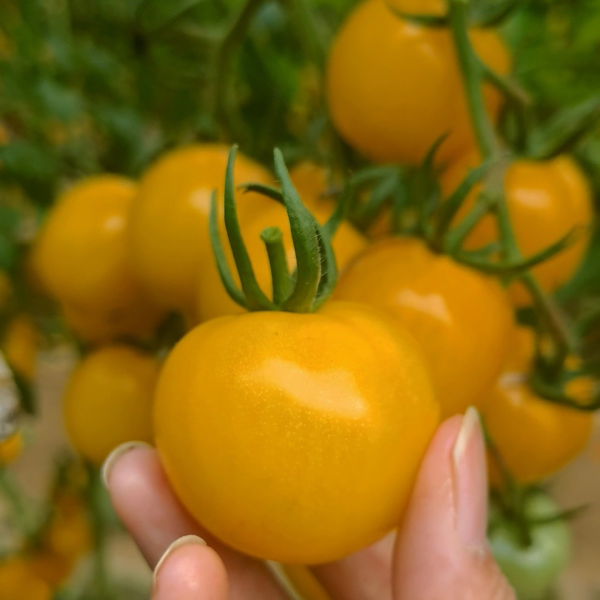 香娇糯叽叽橙黄色果番茄种子单果25克香糯软糯爽口多汁皮薄无渣不,淘宝优惠券,粉丝福利购,淘宝优惠卷