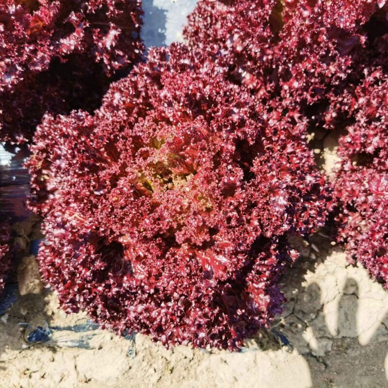 生菜种子合集散叶生菜种子水培沙拉生菜种子新手阳台彩虹生菜种子,淘宝优惠券,粉丝福利购,淘宝优惠卷