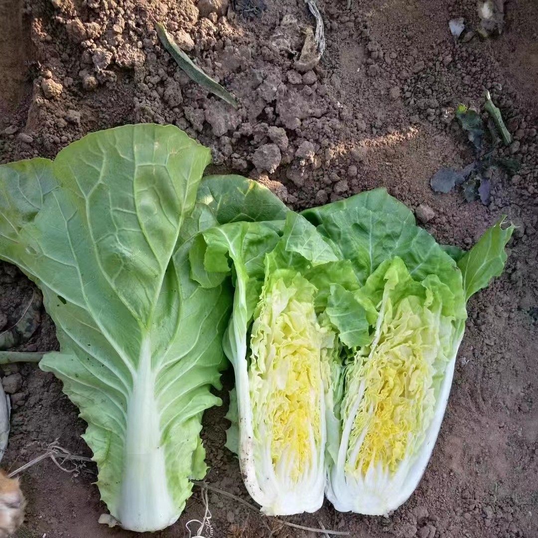 新手阳台速生叶菜种子合集盆栽蔬菜种子新手阳台易栽培可周年播种,淘宝优惠券,粉丝福利购,淘宝优惠卷