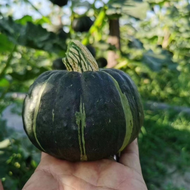 盆栽南瓜种子合集贝贝南瓜种子板栗南瓜种子奶油南瓜种子,淘宝优惠券,粉丝福利购,淘宝优惠卷