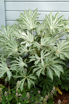 Spider web anise gold disc Fatsia for many years raw evergreen and dark green planting forest land garden plants resistant to cold potted plants