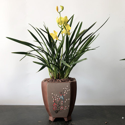 径里 兰花苗 建兰 皇妃浓香花卉绿植盆栽四季兰 阳台客厅观花植物 - 图1