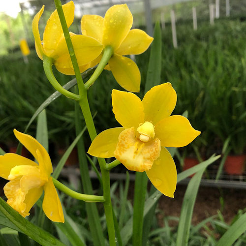 径里 兰花苗 建兰 皇妃浓香花卉绿植盆栽四季兰 阳台客厅观花植物 - 图2