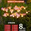 Solar firefly lights outdoor garden balcony decoration
