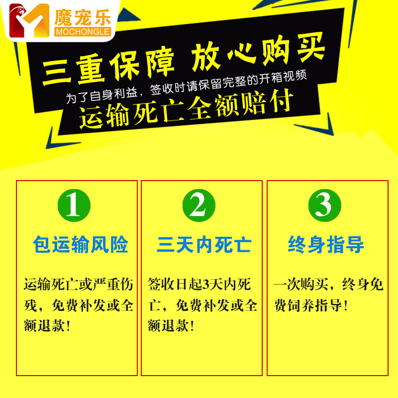 鹦鹉活鸟鸟活物玄风云斑鹦鹉中小型会说话鹦鹉活体物宠物虎皮鹦鹉-图2