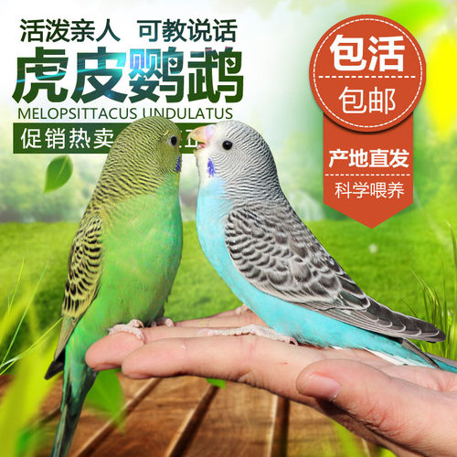 鹦鹉活鸟活物家养宠物小鸟云斑鹦鹉中小型会说话手养虎皮鹦鹉包活 - 图0