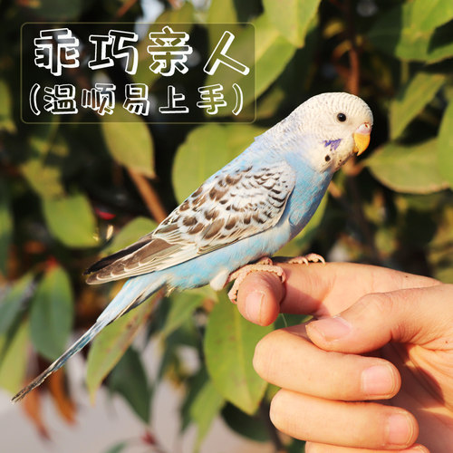 鹦鹉活鸟活物家养宠物小鸟云斑鹦鹉中小型会说话手养虎皮鹦鹉包活 - 图1