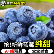 Imported Fresh Should Season Fruit Alpine Pleasant Blueberry Pregnant Woman Blue Plum Fresh Fruit Big Fruits Ready-to-eat Whole Box Quick Hair