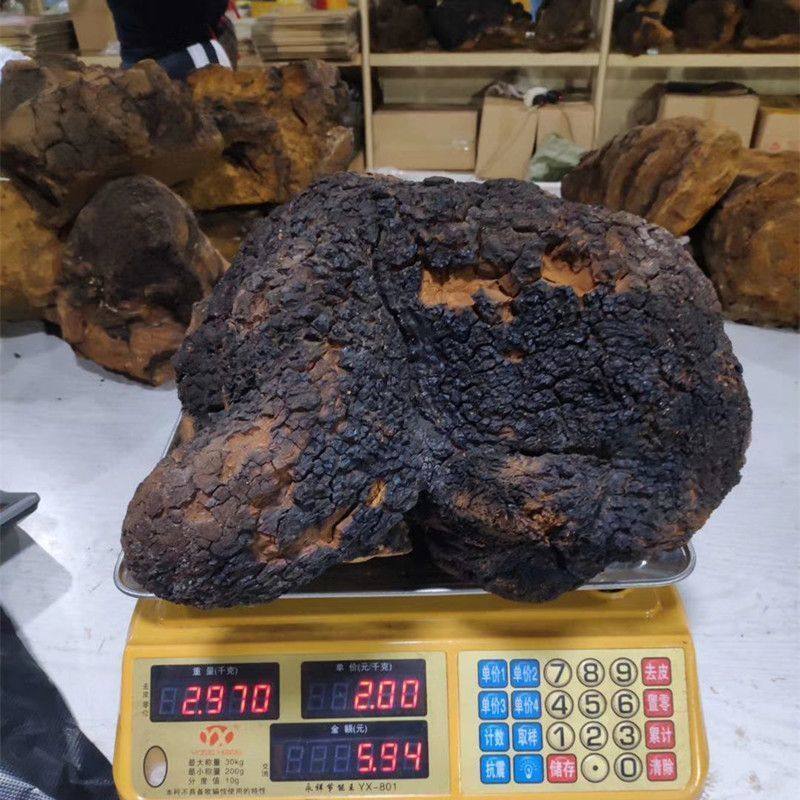 桦树茸整块桦树耳白桦白华茸白华蓉50茸茸斤耳茶桦树年5白桦龙,淘宝优惠券,粉丝福利购,淘宝优惠卷