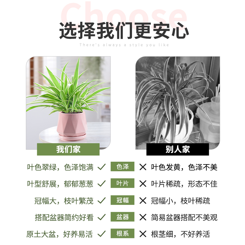 金边吊兰垂吊植物室内好养花卉盆栽甲醛桌面小绿植去除吸水培易活 - 图2