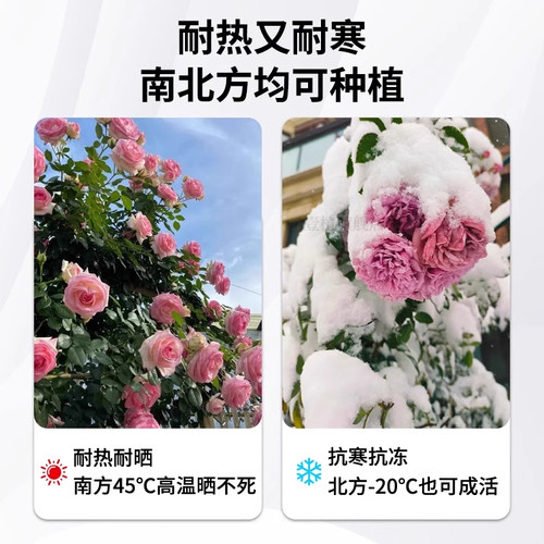 粉色达芬奇爬藤蔷薇植物月季花苗四季开大花浓香藤本花卉盆栽玫瑰 - 图1