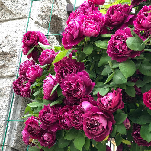 紫袍玉带藤本月季花苗爬藤蔷薇大花浓香重瓣多花植物庭院阳台花卉 - 图0