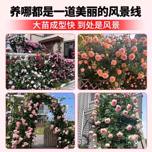 粉色达芬奇爬藤蔷薇植物月季花苗四季开大花浓香藤本花卉盆栽玫瑰 - 图3