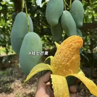 广西田东桂七芒果净重10斤礼盒装04