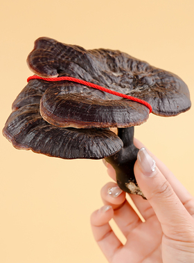 玄灵阁观赏灵芝装饰摆件一整朵