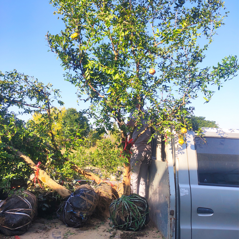 石榴树苗带土球特大庭院果树南北方种植盆地栽甜突尼斯软籽石榴苗 - 图1