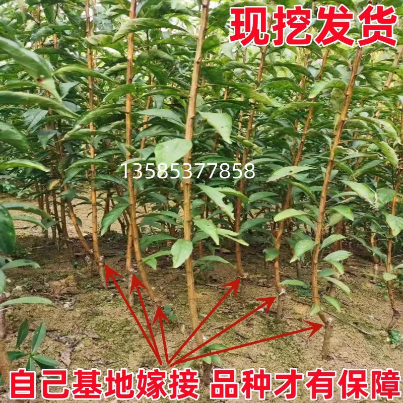 黑布林李子树苗嫁接新品种南方北方特大庭院地栽种植盆栽当年结果 - 图0