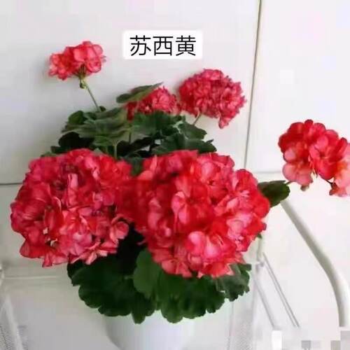 老树家 直立天竺合集四 L M N P Q12厘米盆苗满28包邮 - 图1