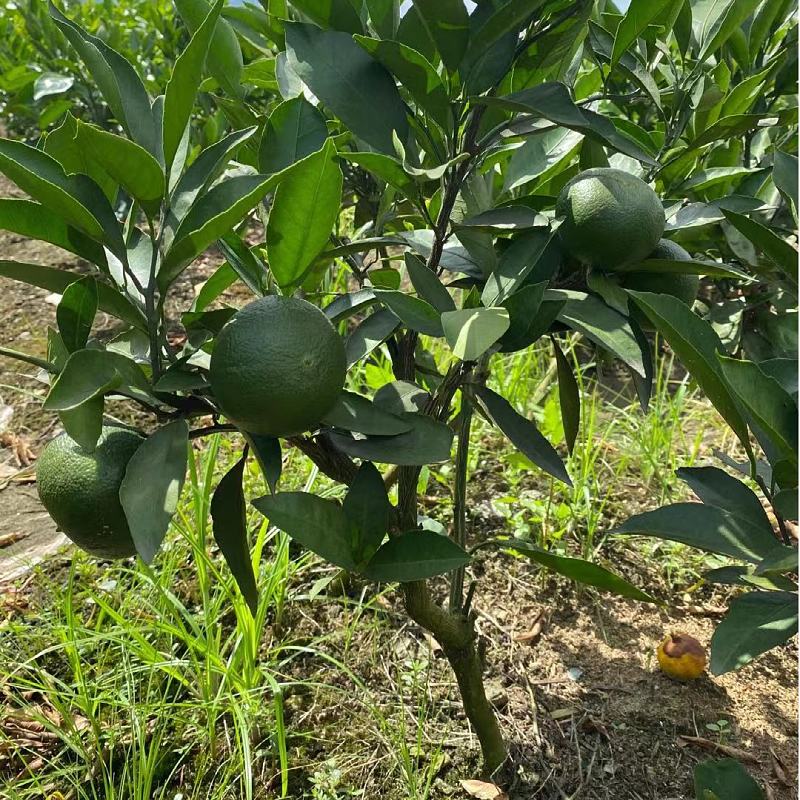 黄岩蜜橘树苗嫁接橘子苗庭院地栽种植特大柑橘苗阳台盆栽当年结果