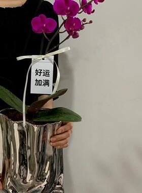 【家用优选】网红蝴蝶兰花瓶轻奢高级感客厅电镀银色