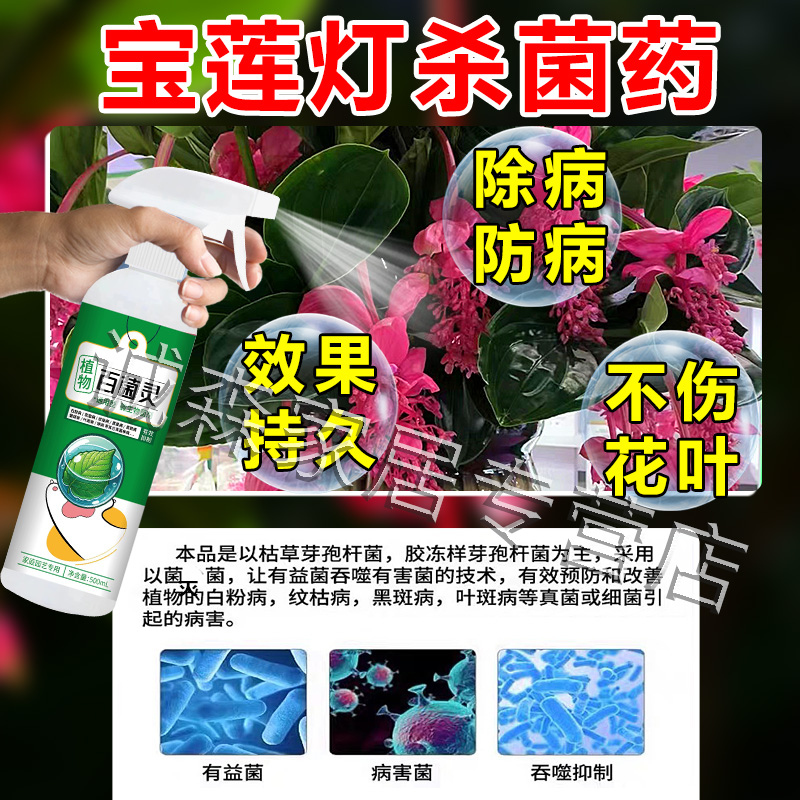 宝莲灯专用肥植物黄叶斑黑斑病药菌立清杀菌剂快速爆花开花营养液 - 图1