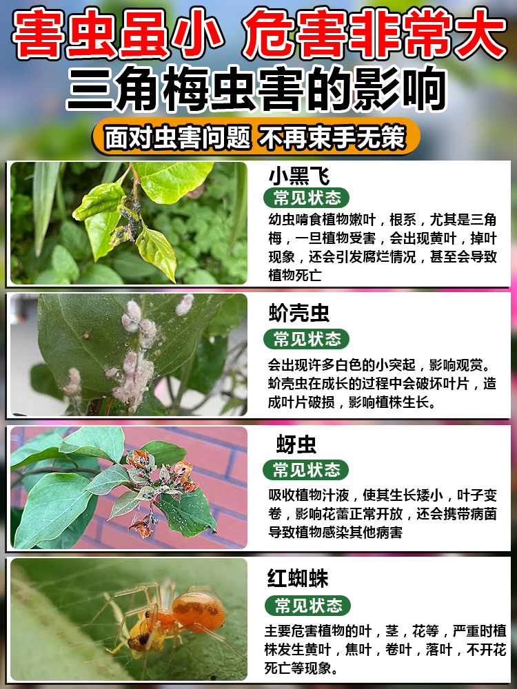 三角梅杀虫剂万能榄菊杀虫喷雾水乳剂家用蚧壳虫红蜘蛛养花专用药